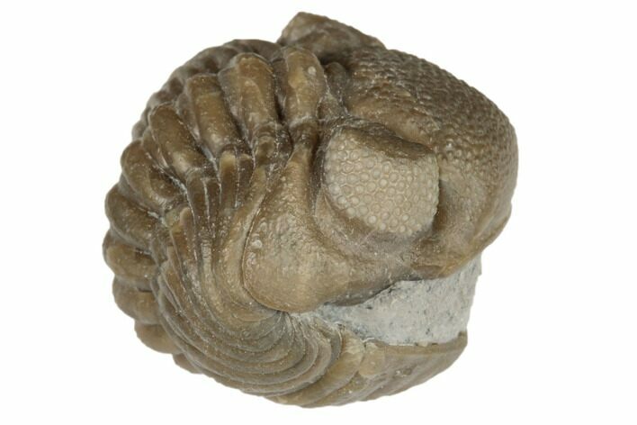 Wide, Enrolled Eldredgeops Trilobite Fossil - Ohio #191123